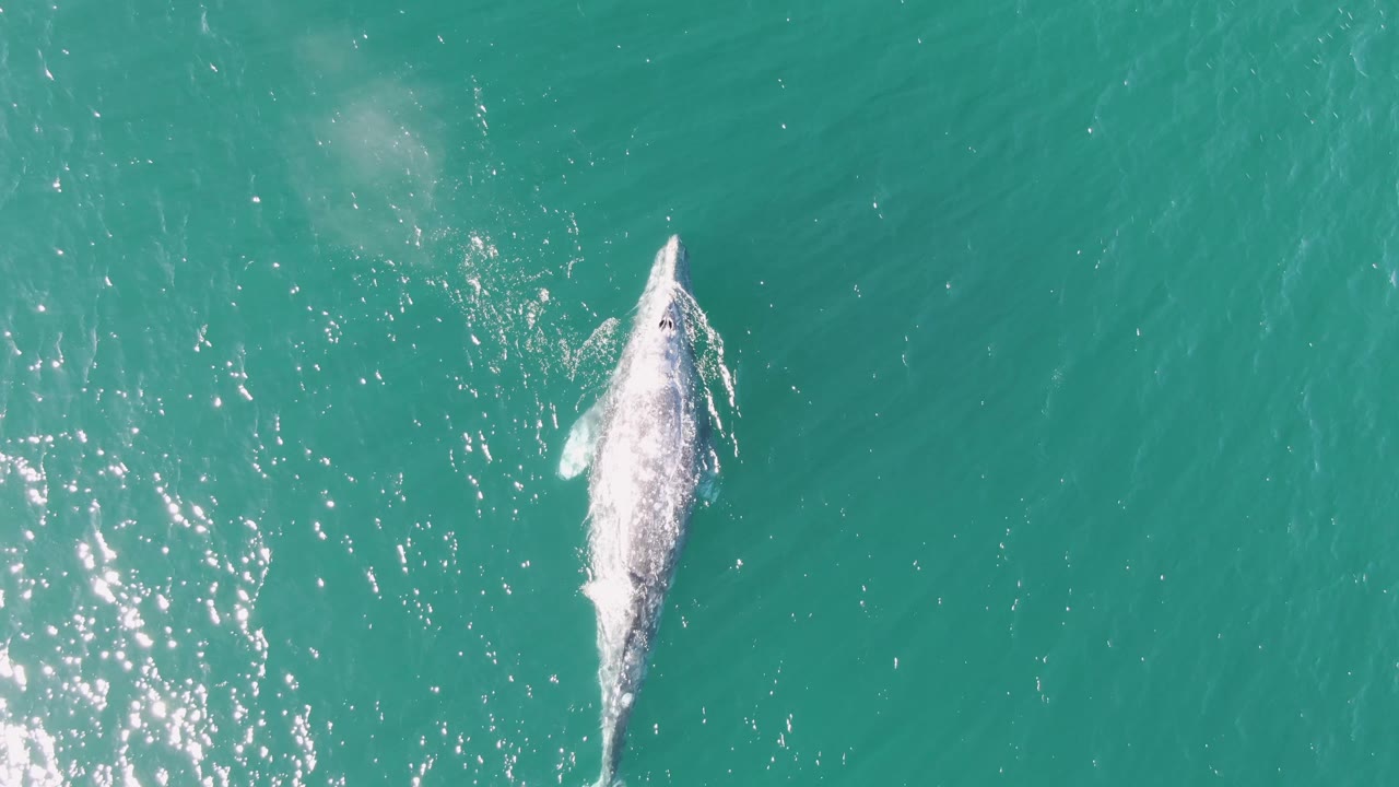 Overhead Buzzards Beach frame showing the whale near the right side of open turquoise water, with a thin white wake trailing behind and no visible people.