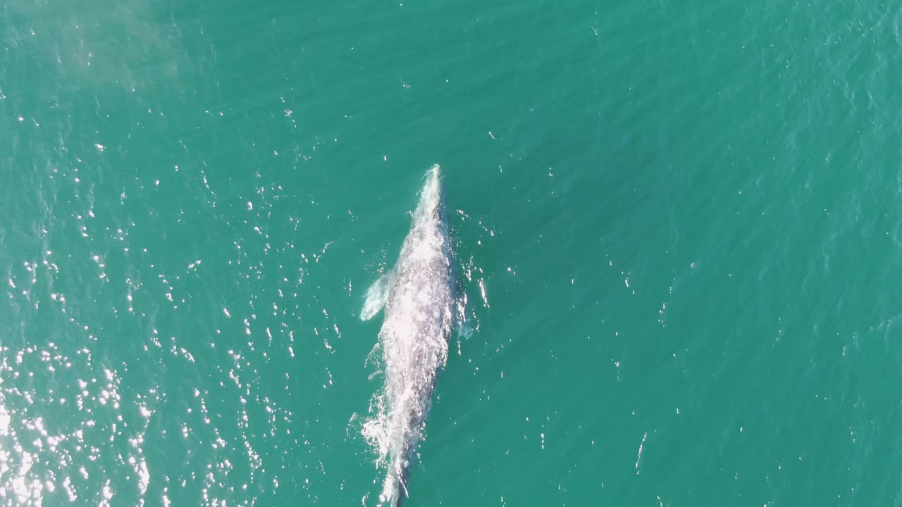 Whale partly submerged with foam along its side.