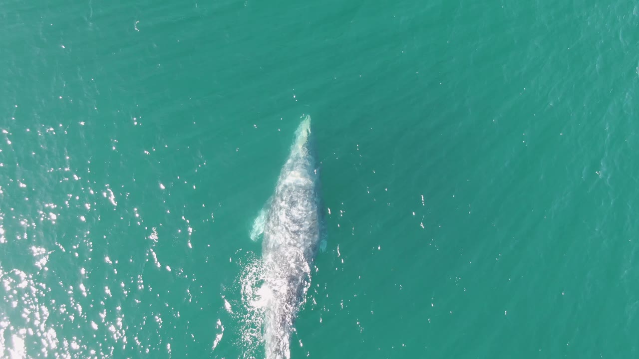 Overhead frame from Buzzards Beach, Baja California Sur showing a whale breaking the turquoise water surface with white foam trailing behind it and no visible people.