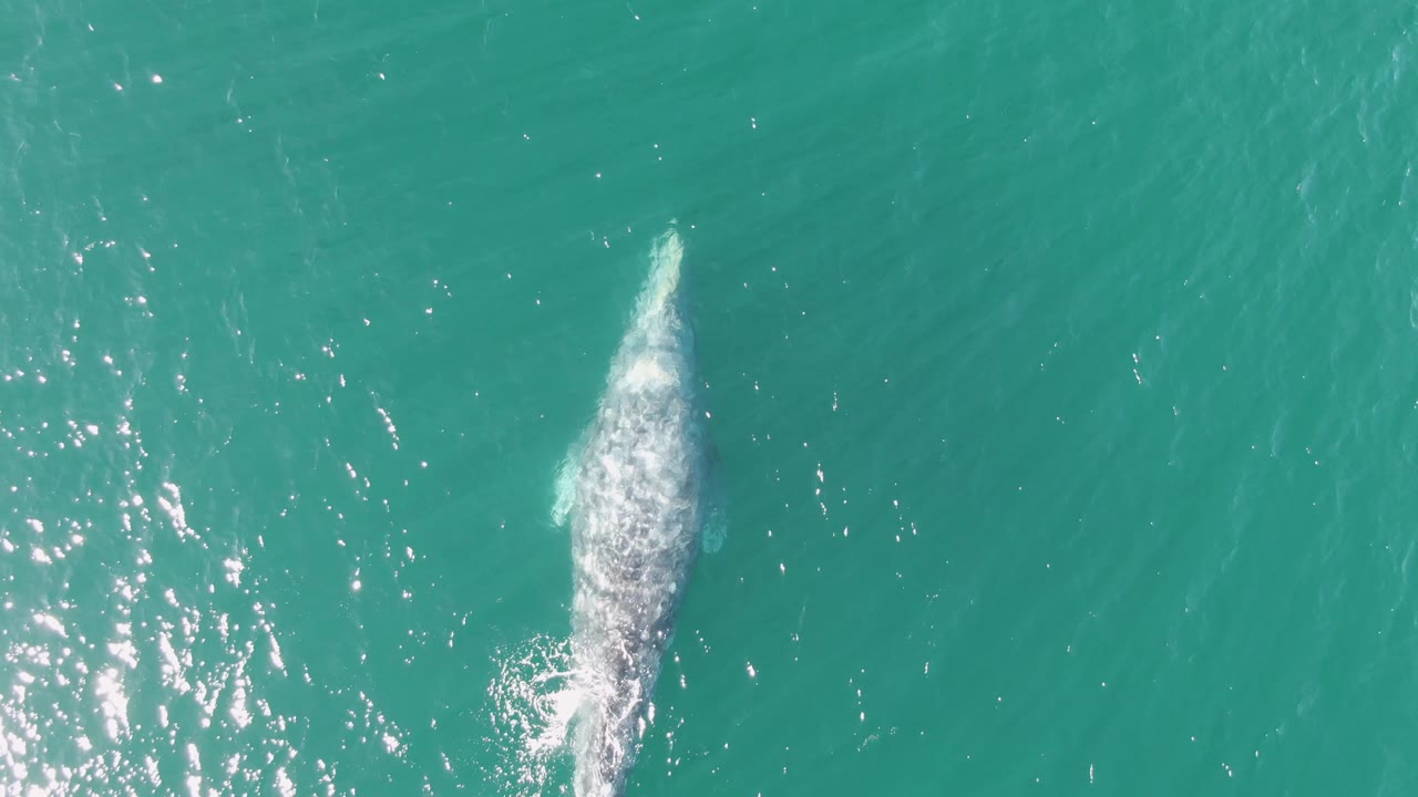Aerial view at Buzzards Beach, Baja California Sur with the whale farther right in the frame, its pale wake visible beneath scattered sun reflections and no visible people.
