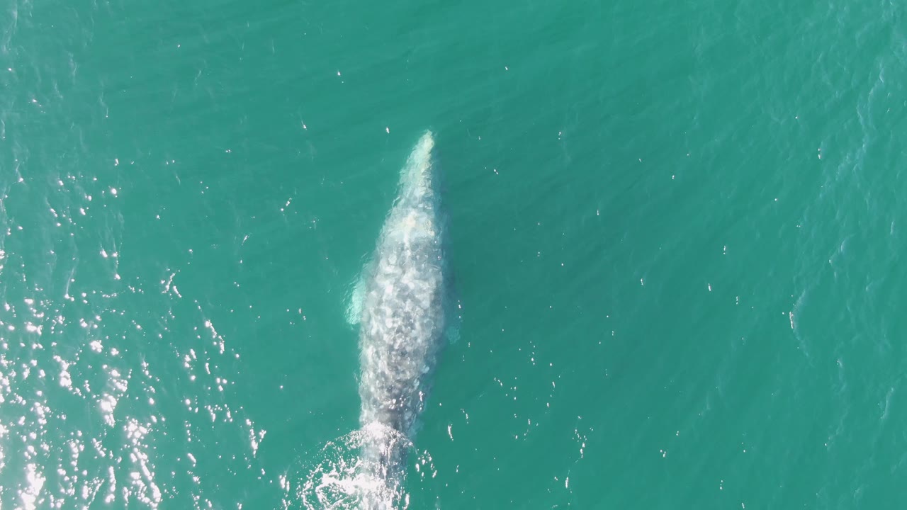 Overhead Buzzards Beach frame showing the whale angled through clear turquoise water with a rounded patch of white splash behind its body and no visible people.