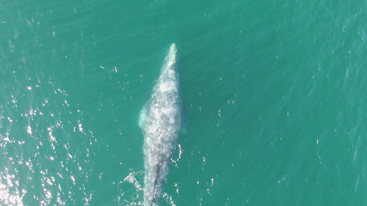 Whale body beneath foamy turquoise water