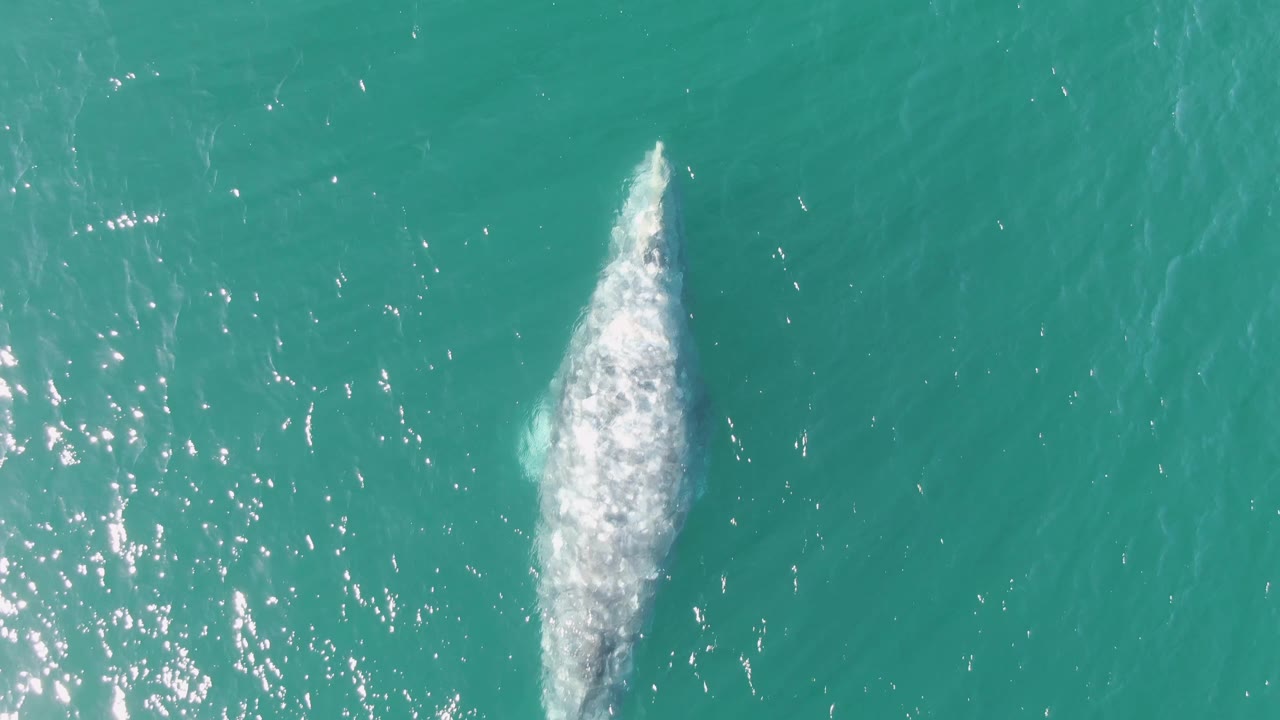 Overhead humpback whale partly surfaced in turquoise water.