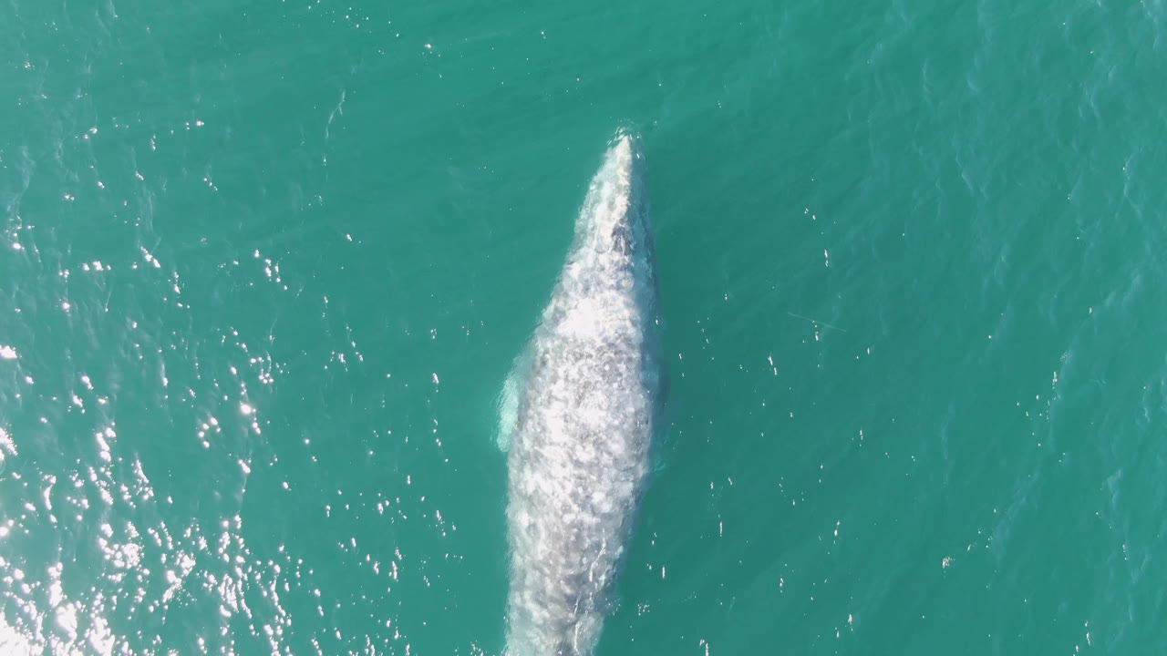 At Buzzards Beach in Baja California Sur, the whale appears slightly farther across the overhead frame, with a bright white back shape under surface wash and no visible people.