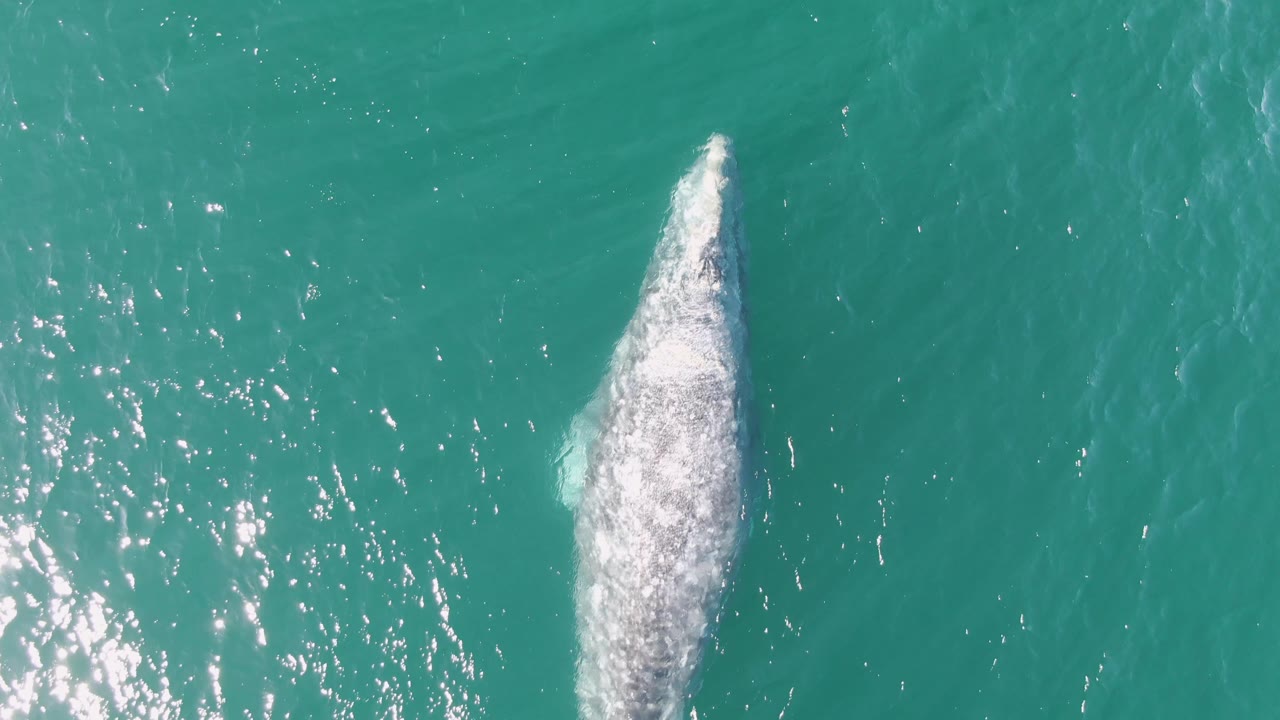 At Buzzards Beach in Baja California Sur, the humpback whale is visible near the right side of the overhead frame, with scattered sunlight reflections across the surrounding turquoise water and no visible people.