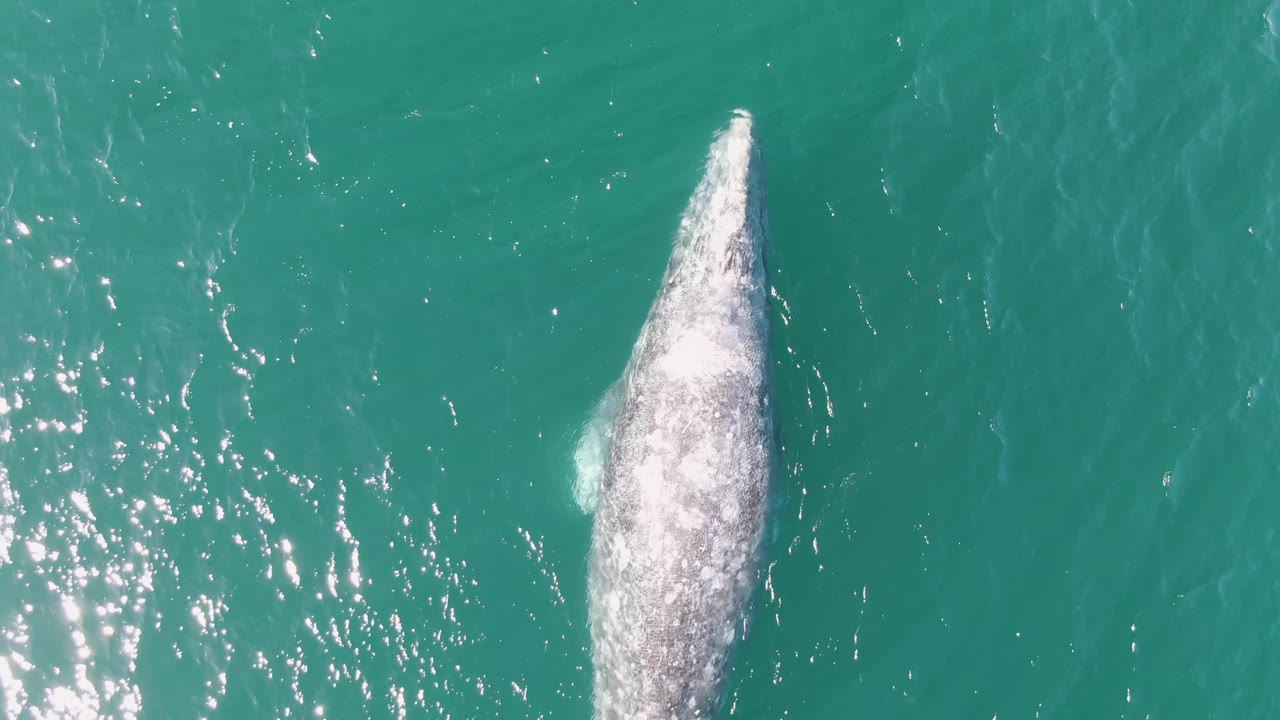 At Buzzards Beach in Baja California Sur, the overhead frame shows more of the whale's elongated back and a pale side fin shape beneath the turquoise surface, with no visible people.