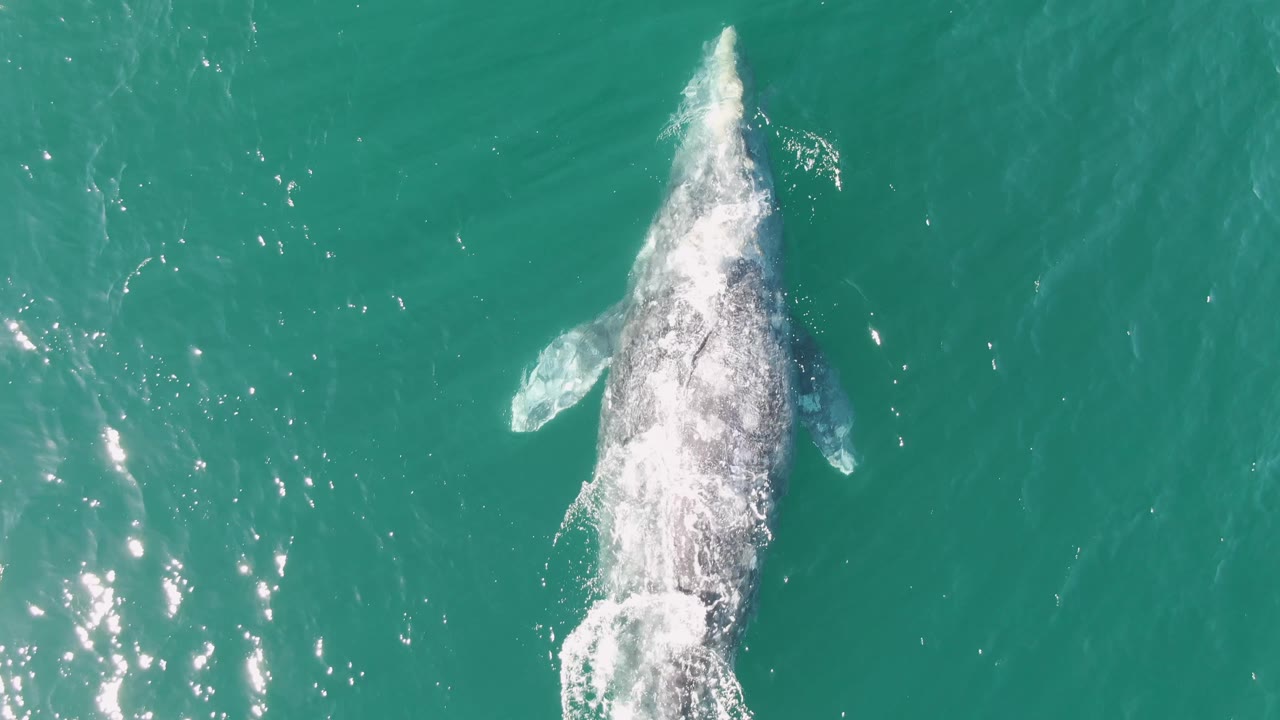 Top-down view of a whale surfacing in turquoise water at Buzzards Beach, Baja California Sur, with white splash over its back and no visible people.