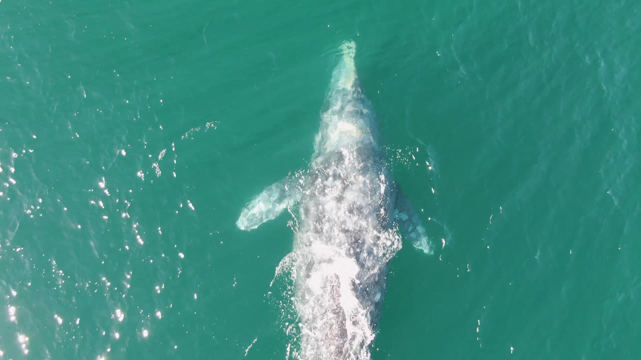 Whale moving below the surface with splash along its back