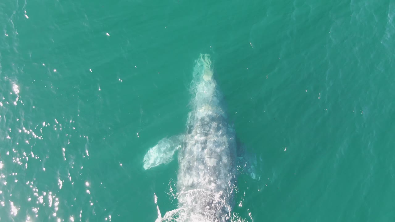 The whale appears more submerged beneath turquoise water at Buzzards Beach, Baja California Sur, with a pale splash trail and scattered sun glints, and no visible people.