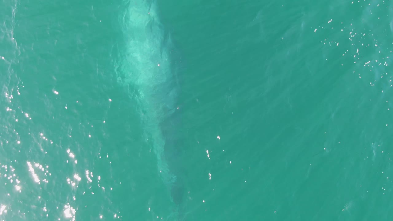 Turquoise Buzzards Beach water with bright sparkle patches near the lower left and a soft pale submerged animal shape near the upper area, no visible people.