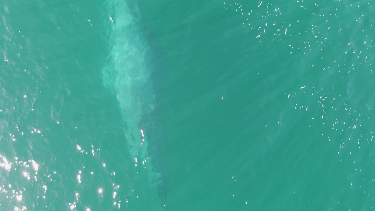 A pale vertical underwater form in clear green-blue ocean water.