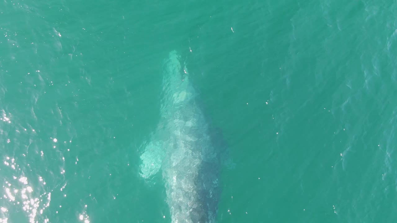 Whale just below turquoise ocean surface with bright foam trail