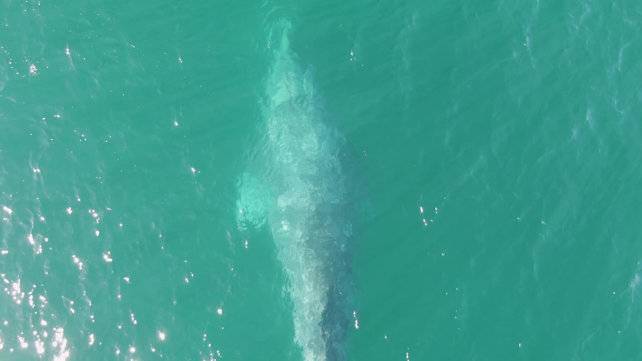 Overhead frame from Buzzards Beach, Baja California Sur, Mexico showing the whale more submerged under clear turquoise water, with small bright reflections and no visible people.