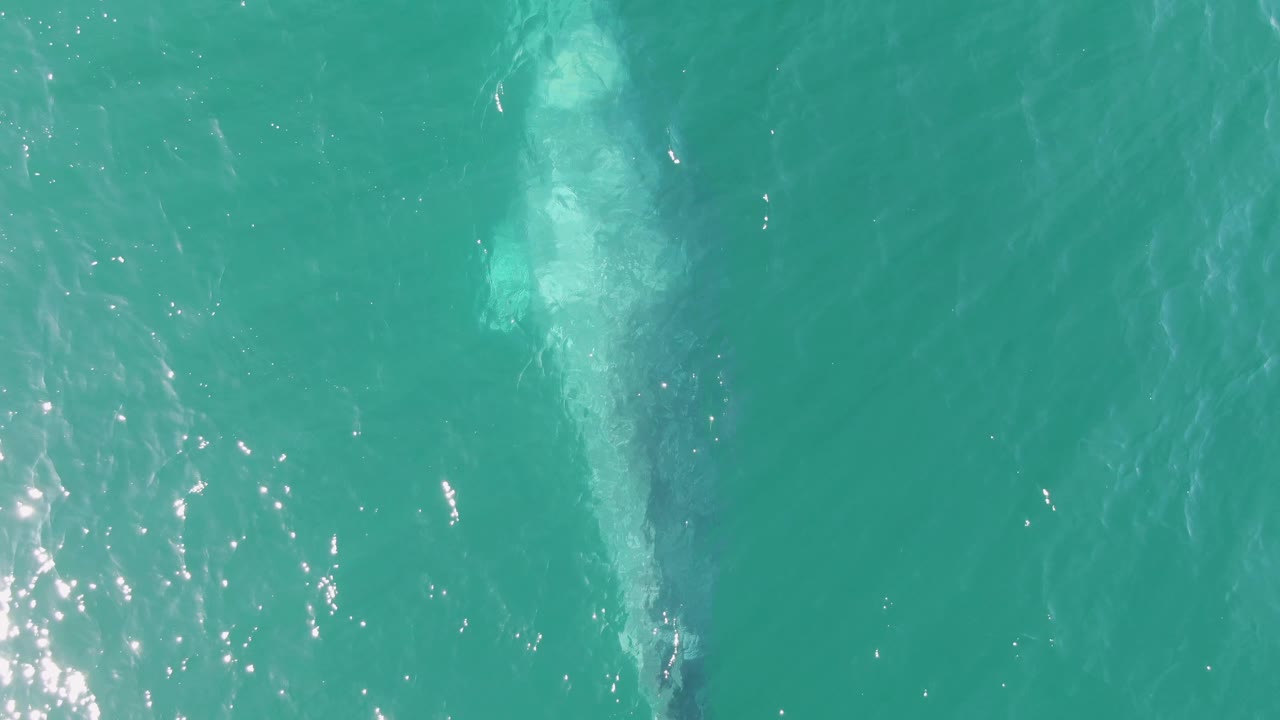 Overhead view at Buzzards Beach, Baja California Sur, Mexico with the whale centered below the surface, a lighter plume above it, and no visible people.