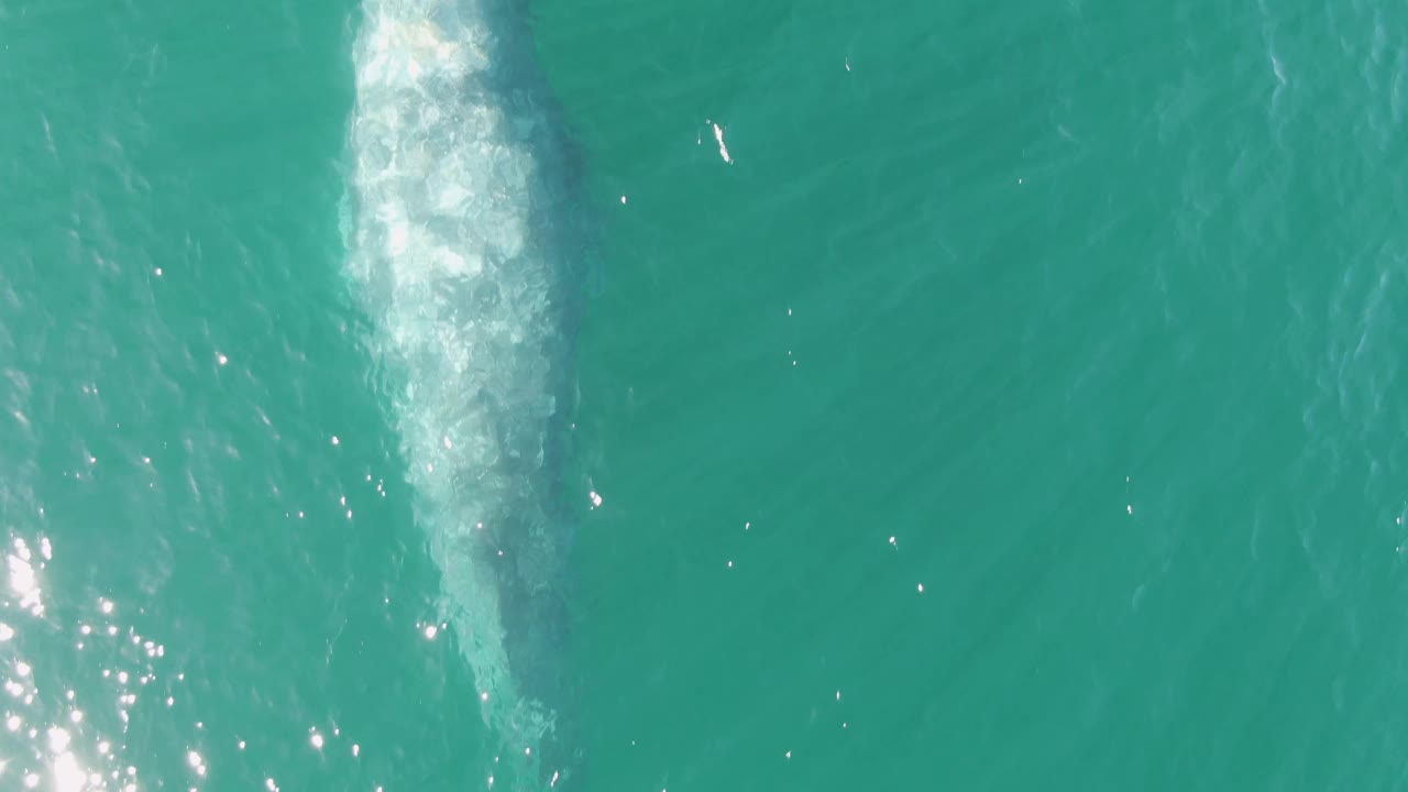 Gray whale just below turquoise ocean surface with white foam above its back.