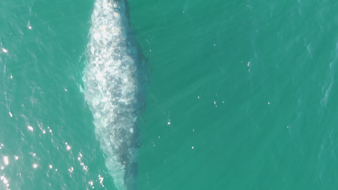Overhead aerial frame at Buzzards Beach, Baja California Sur, Mexico, with the whale body more centered under turquoise water and white foam trailing along the surfaced back, no visible people.