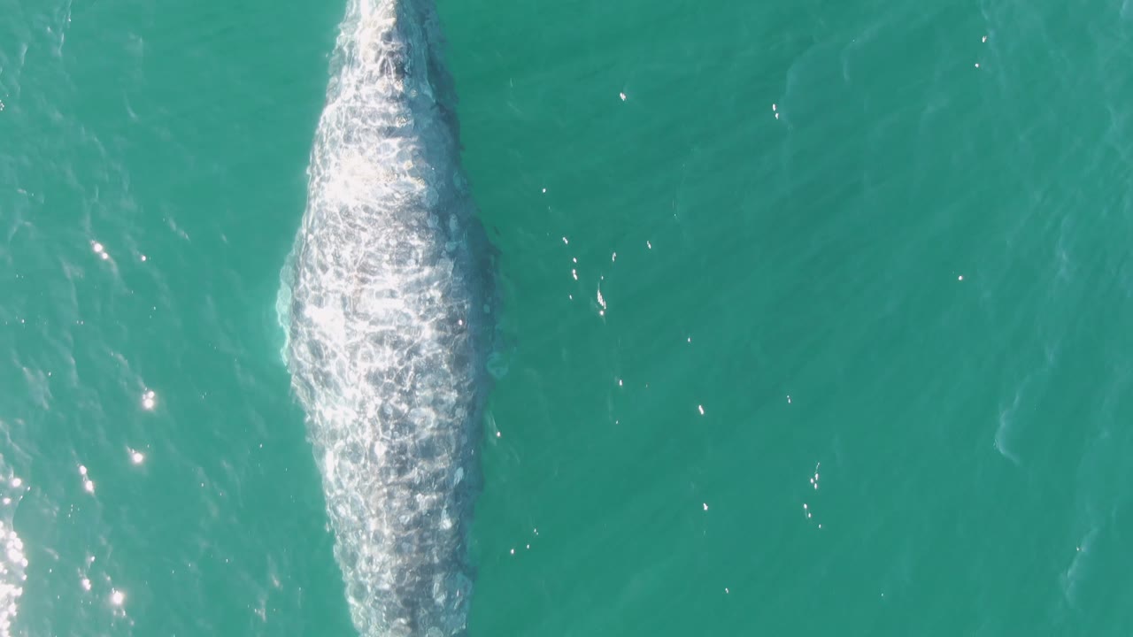 Top-down view from Buzzards Beach in Baja California Sur, Mexico, showing the whale closer to the upper part of the frame with bright white surface foam around its back and no visible people.