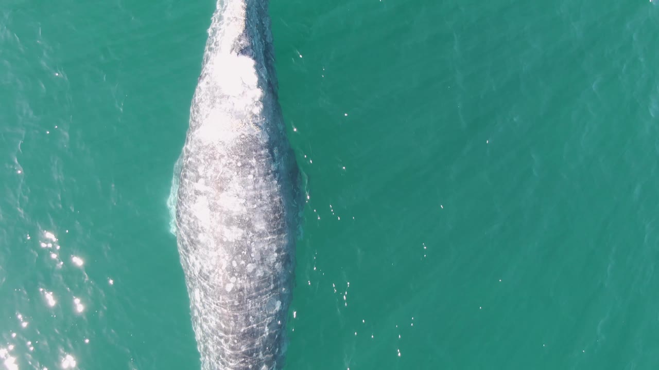 Overhead aerial view at Buzzards Beach, Baja California Sur, Mexico, with the whale surfacing lower in frame, white water gathering around the head and back, and no visible people.