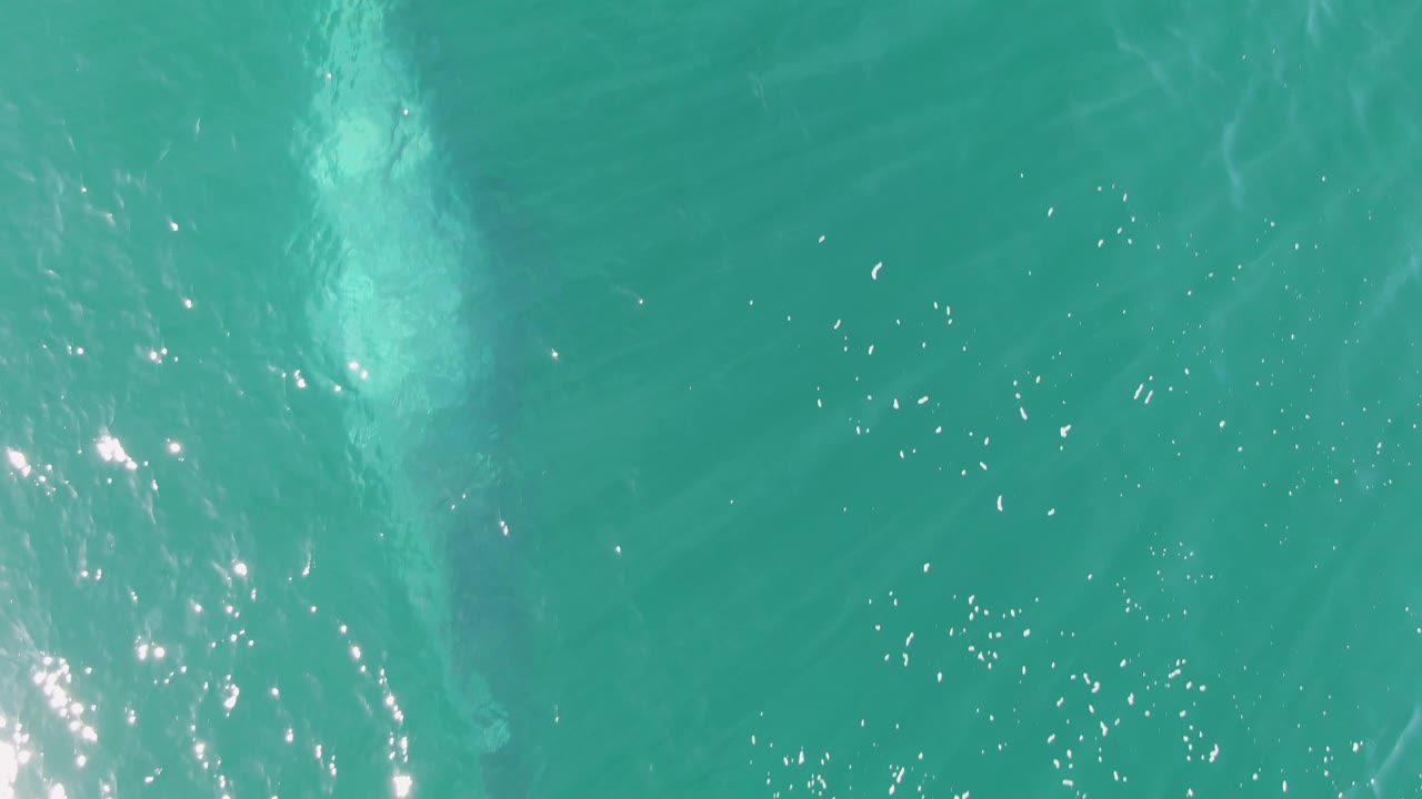 Turquoise ocean water with a pale marine animal below the surface
