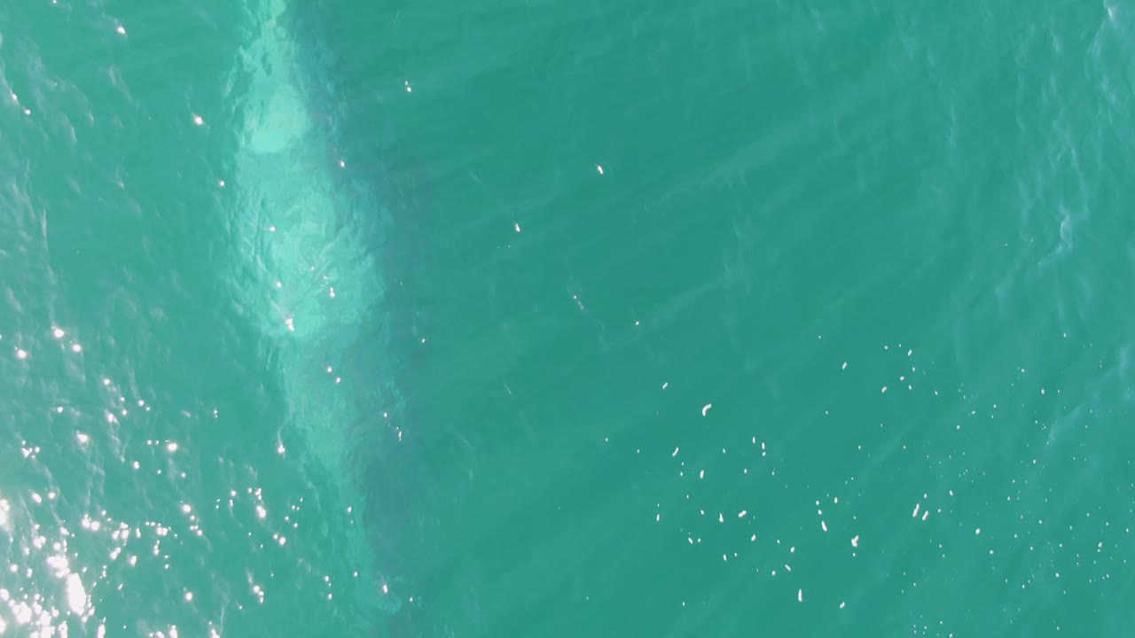 Overhead Buzzards Beach frame with the pale animal partly visible under the turquoise surface, small ripples, scattered sun glints, and no visible people.