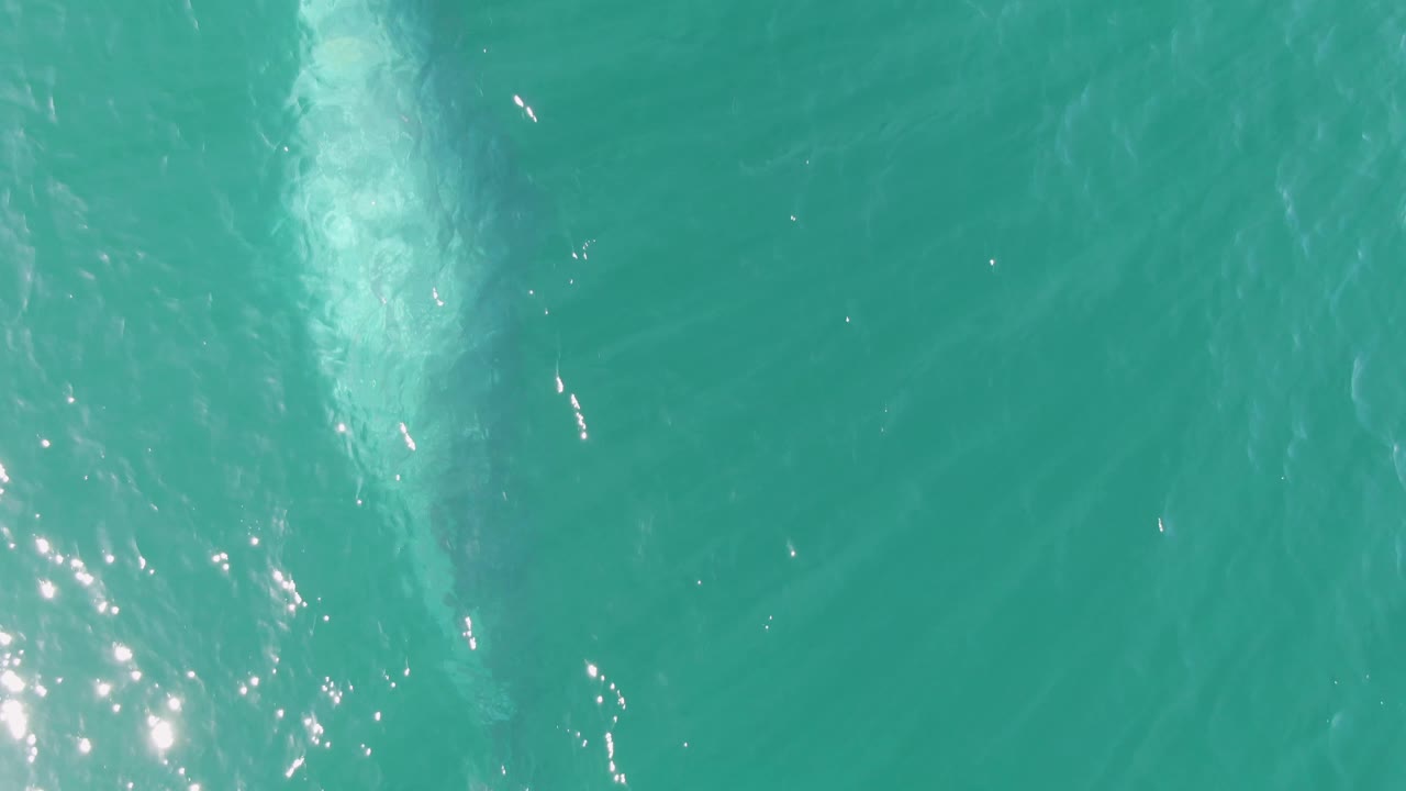 Overhead Buzzards Beach frame with the pale marine animal closer to the left edge, open turquoise water across the frame, light ripples, and no visible people.