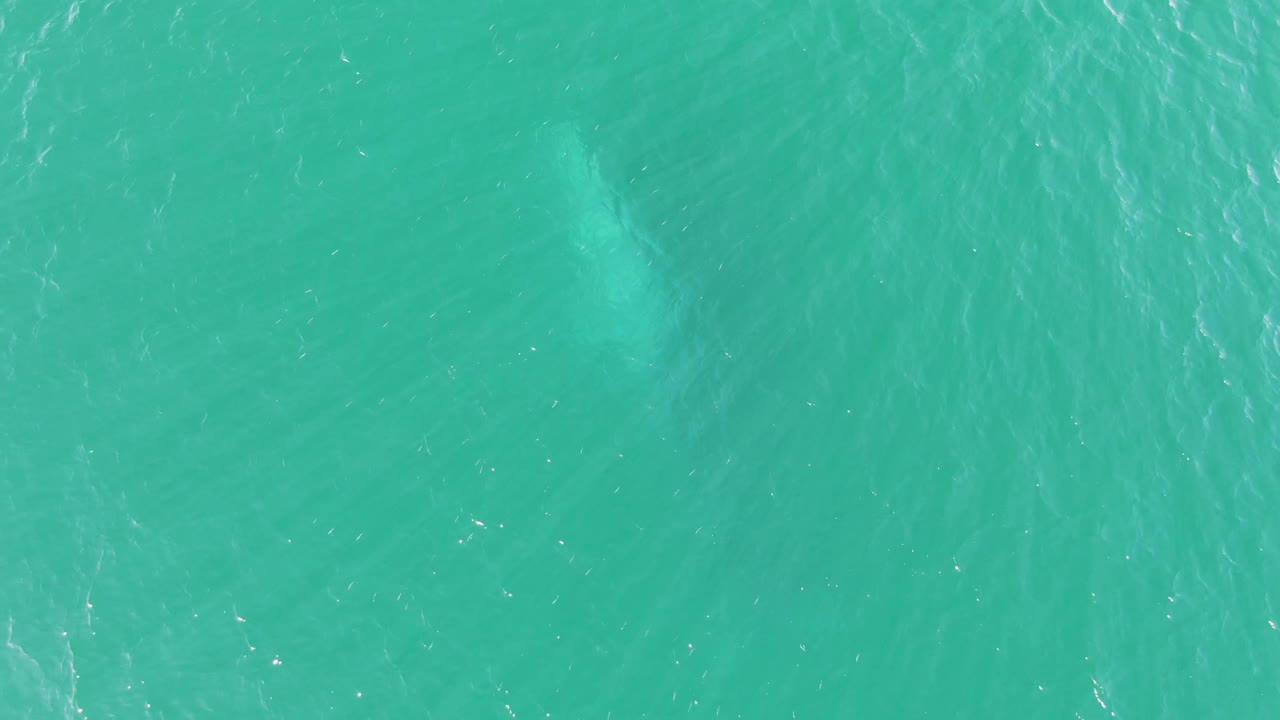 Overhead view of turquoise ocean at Buzzards Beach, Baja California Sur, with a faint whale form below the surface and no visible people.