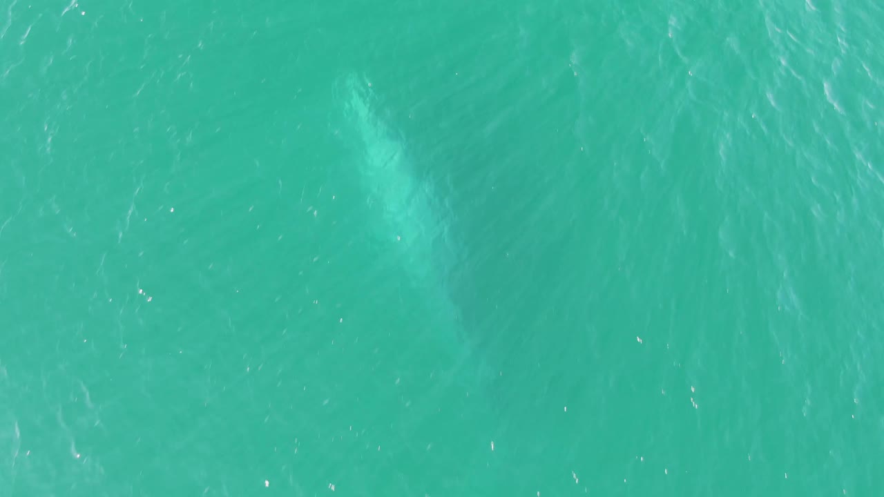 Turquoise ocean water fills the frame at Buzzards Beach, Baja California Sur, with the whale visible as a soft pale shadow below the surface and no visible people.