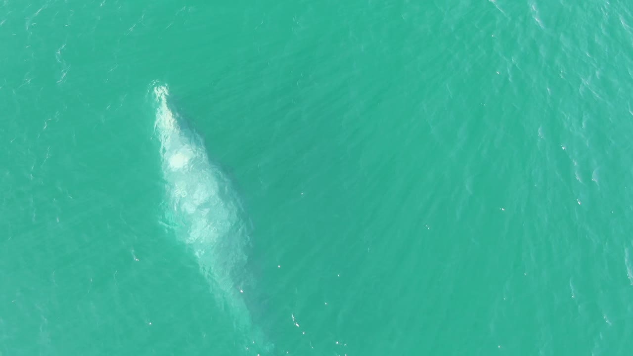 Overhead view of a whale beginning to surface in turquoise water at Buzzards Beach, Baja California Sur, with white disturbance above its body and no visible people.