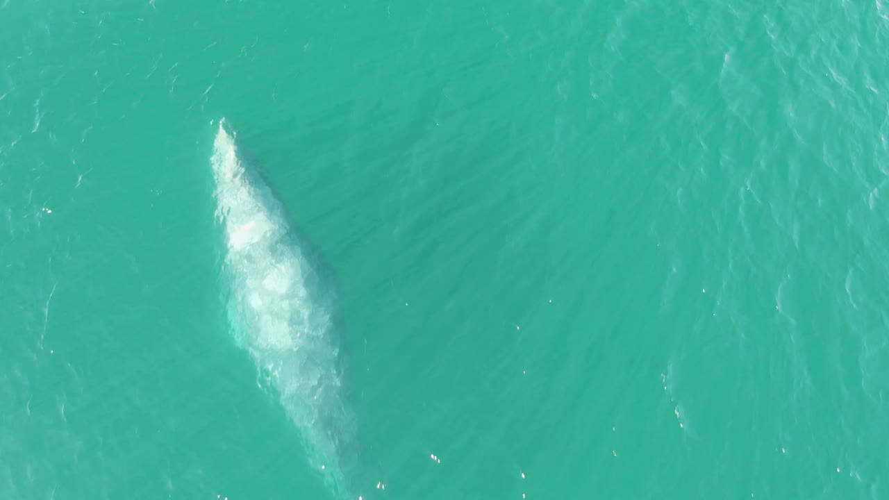 The whale remains near the surface in clear turquoise ocean at Buzzards Beach, with a brighter white patch of water trailing over its upper body and no visible people.