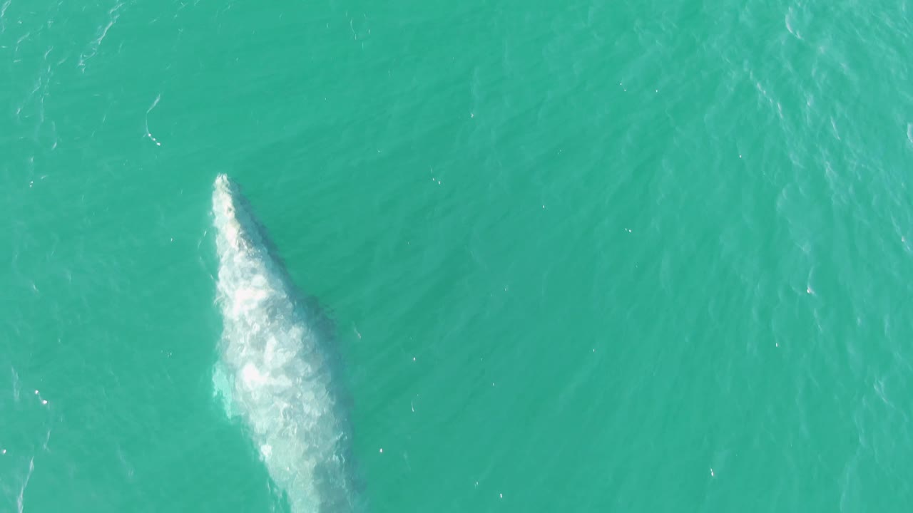 A top-down frame shows the whale's pale surface wake and darker submerged body shape in teal water at Buzzards Beach, Baja California Sur, with no visible people.