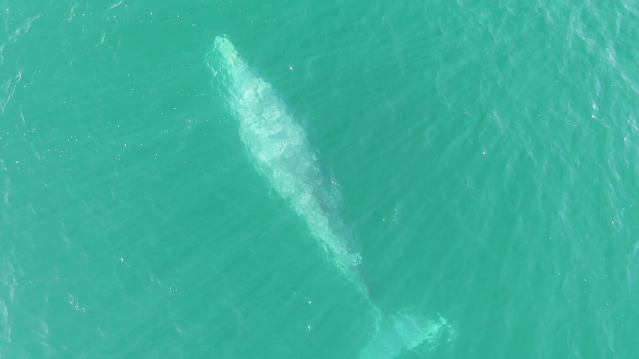 Overhead view of a whale beneath clear turquoise water at Buzzards Beach, Baja California Sur, with its body angled across the frame and no visible people.