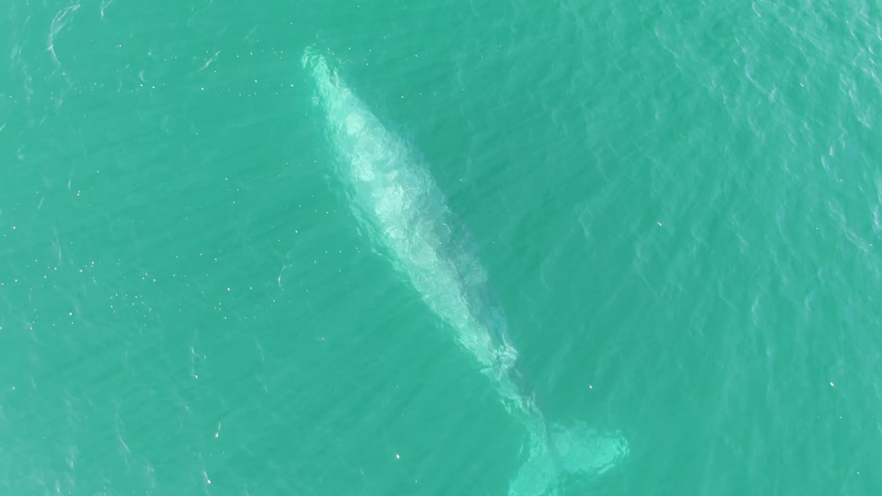 Aerial frame of the whale slightly farther through the turquoise water at Buzzards Beach, Baja California Sur, with tail shape and surface ripples visible and no visible people.