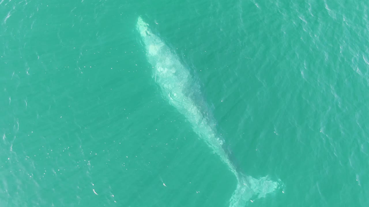 Top-down view of the whale under clear turquoise water at Buzzards Beach, Baja California Sur, with brighter surface texture around its back and no visible people.