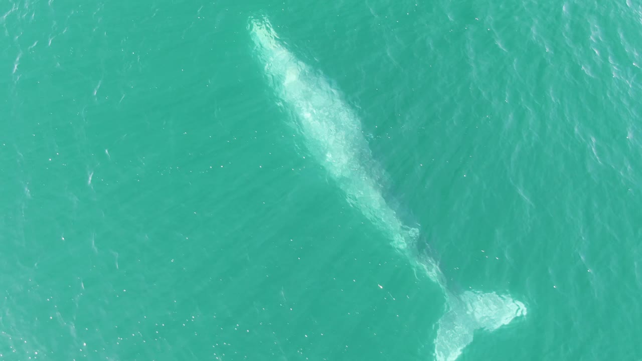 Overhead aerial frame of the whale angled through the turquoise ocean at Buzzards Beach, Baja California Sur, with its tail near the lower edge and no visible people.