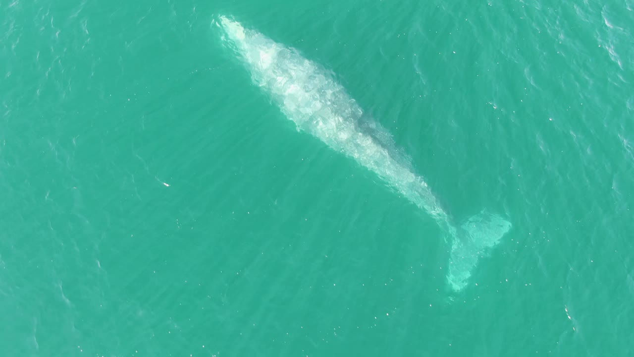 Overhead frame from Buzzards Beach, Baja California Sur, showing a whale just below the turquoise surface with pale wash around its body and no visible people.