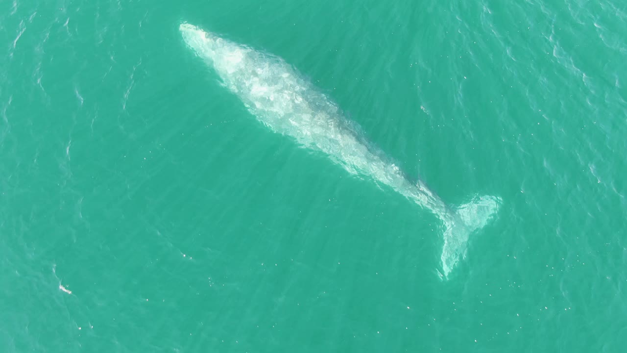 At one second, the whale appears farther across the turquoise water at Buzzards Beach, with its tail and surface disturbance visible and no visible people.