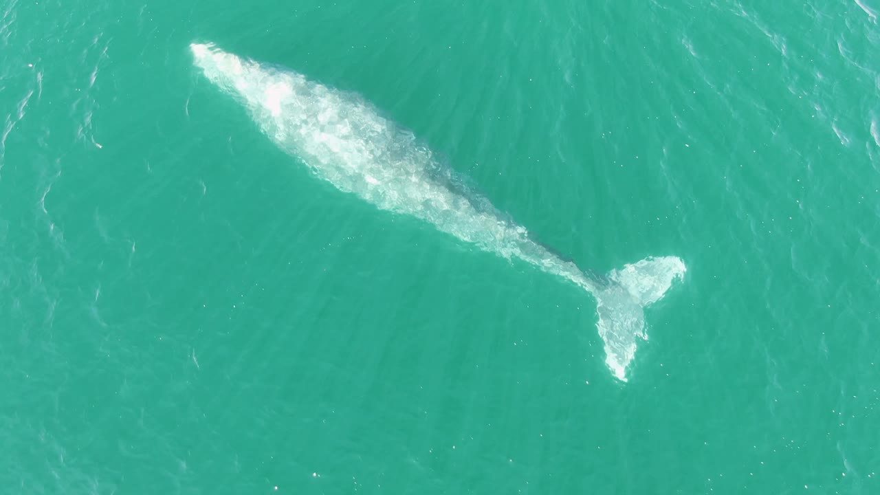 At two seconds, the whale sits near the right side of the overhead frame in Buzzards Beach water, with brighter white surface wash trailing near the tail and no visible people.