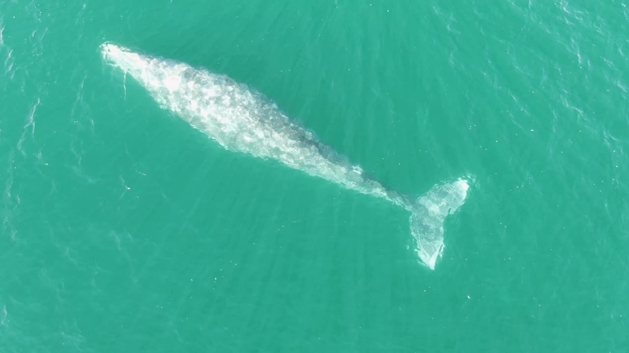 Whale near the left side of turquoise ocean water.