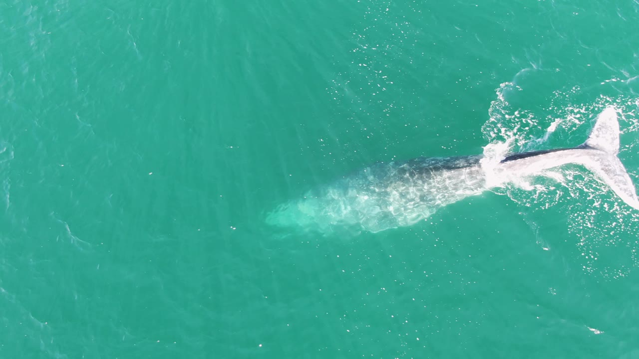 Overhead view of a whale near the surface in turquoise water.