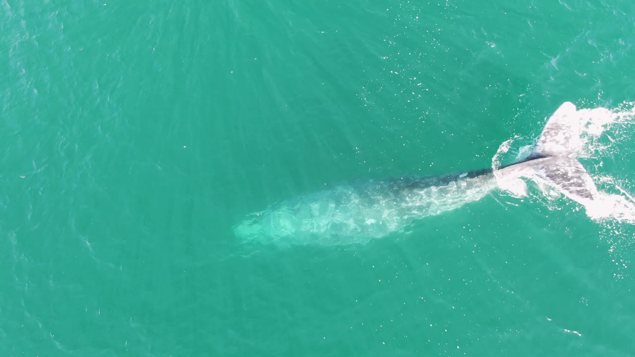 Overhead frame from Buzzards Beach, Baja California Sur, Mexico showing the whale partly submerged as its tail breaks the turquoise surface and no visible people appear.