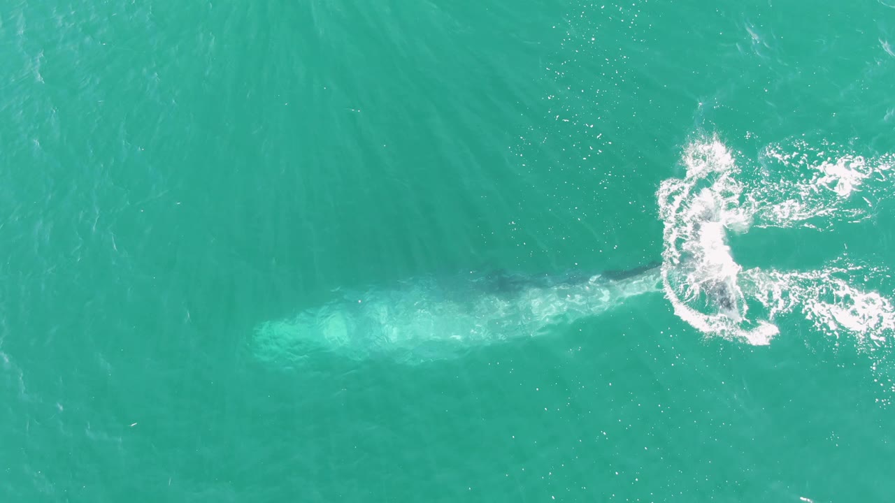 Overhead frame from Buzzards Beach, Baja California Sur, Mexico showing the whale sinking deeper under turquoise water beside a curved patch of white surface foam and no visible people.