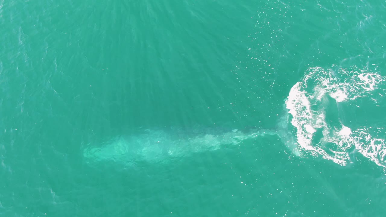 Overhead frame from Buzzards Beach, Baja California Sur, Mexico showing the whale dimly visible below turquoise water with a circular churn of white foam and no visible people.