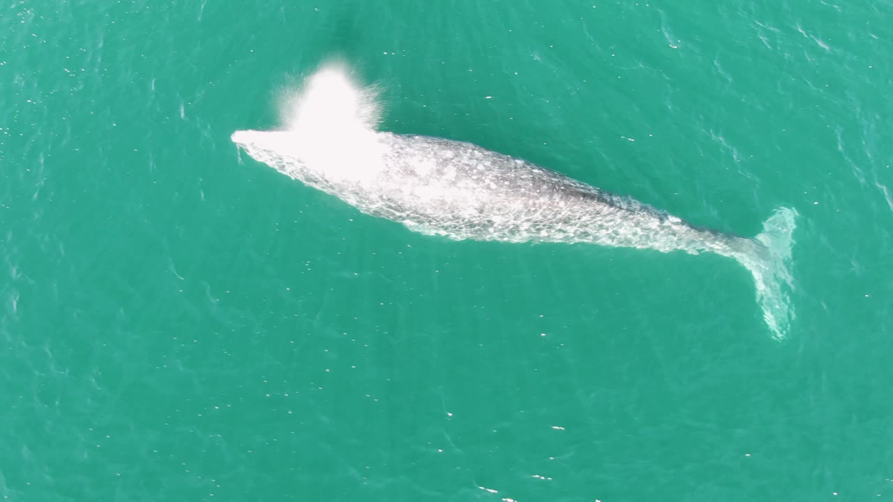 Overhead view of a whale surfacing in turquoise water at Buzzards Beach, Baja California Sur, with white spray over its head and no visible people.