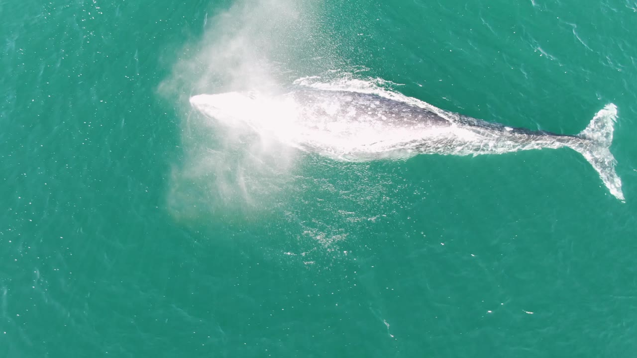 The whale continues through clear turquoise water at Buzzards Beach, Baja California Sur, with a pale exhale plume spreading above its body and no visible people.