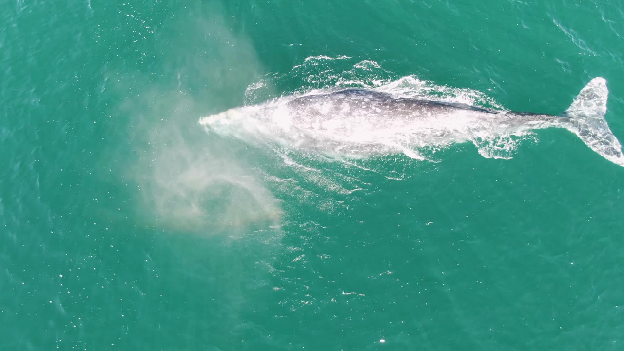A whale swims just below the surface in Buzzards Beach turquoise water as the exhale mist thins behind it, with no boats, shore, or visible people.