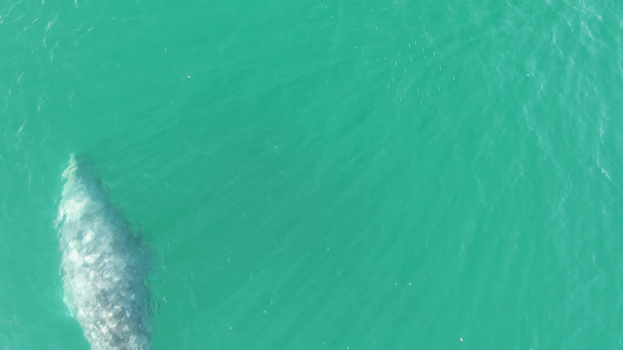 Overhead frame from Buzzards Beach, Baja California Sur, Mexico, showing the front part of a whale beneath turquoise water with pale surface disturbance and no visible people.