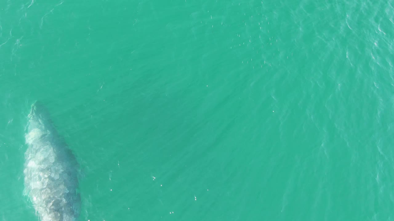 Whale body under clear turquoise water with ripples.
