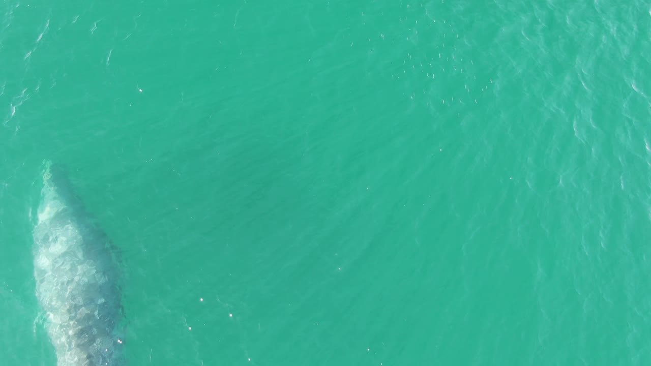 Overhead frame from Buzzards Beach, Baja California Sur, Mexico, showing the whale beneath textured turquoise water with a brighter wake pattern near its head and no visible people.