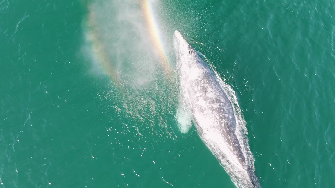 At Buzzards Beach, Baja California Sur, a humpback whale surfaces in turquoise water as white spray and a faint rainbow appear beside its body, with no visible people.