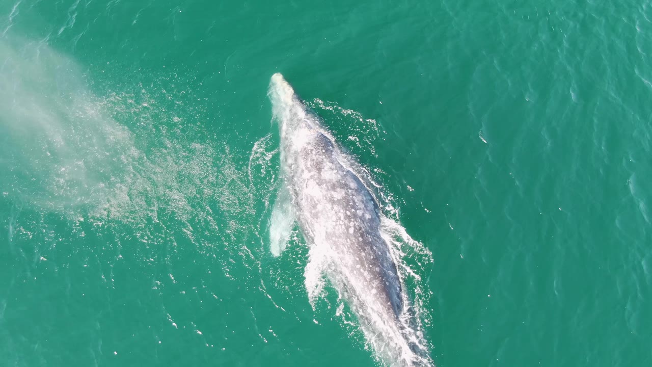 At Buzzards Beach, Baja California Sur, the humpback whale remains near the surface while a pale spray cloud trails across the turquoise water, with no visible people.